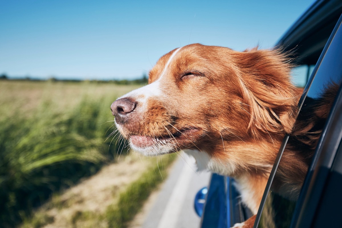 Hund an der Reling einer Stena-Line-Fähre auf der Ostsee